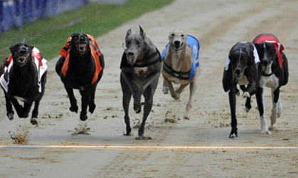 Watch Greyhound Racing Live Online | Dog Streams